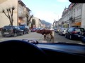 Animale - Vaci civilizate in oras